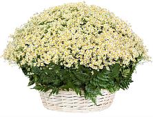 Цветочная композиция из Ромашки в корзине #REPLACE_PRED# Старое